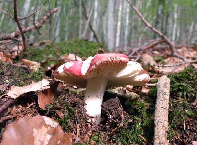 Dalla Val Rendena: Russula lepida?